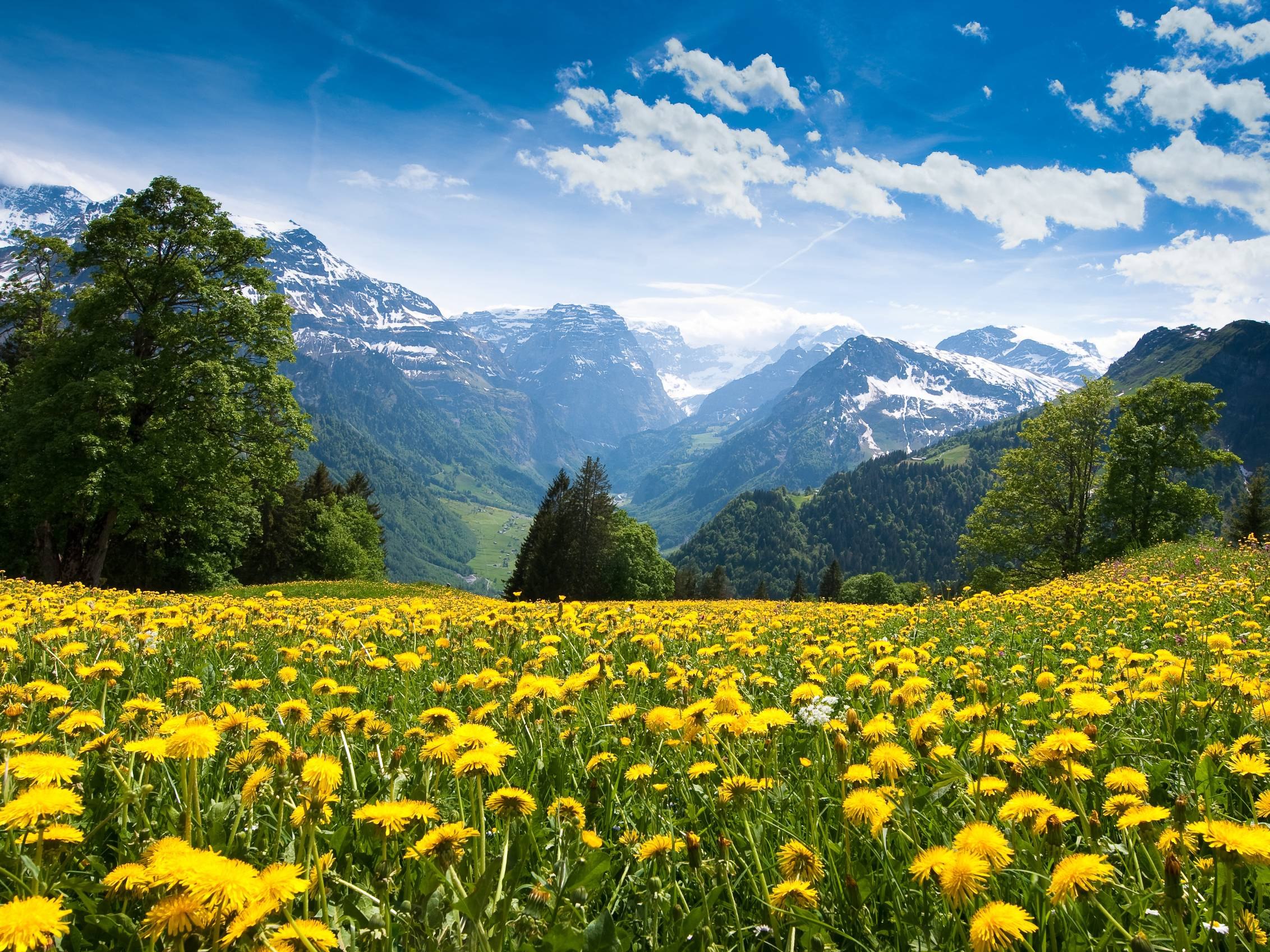 Wiese mit Löwenzahn, im Hintergrund Berge