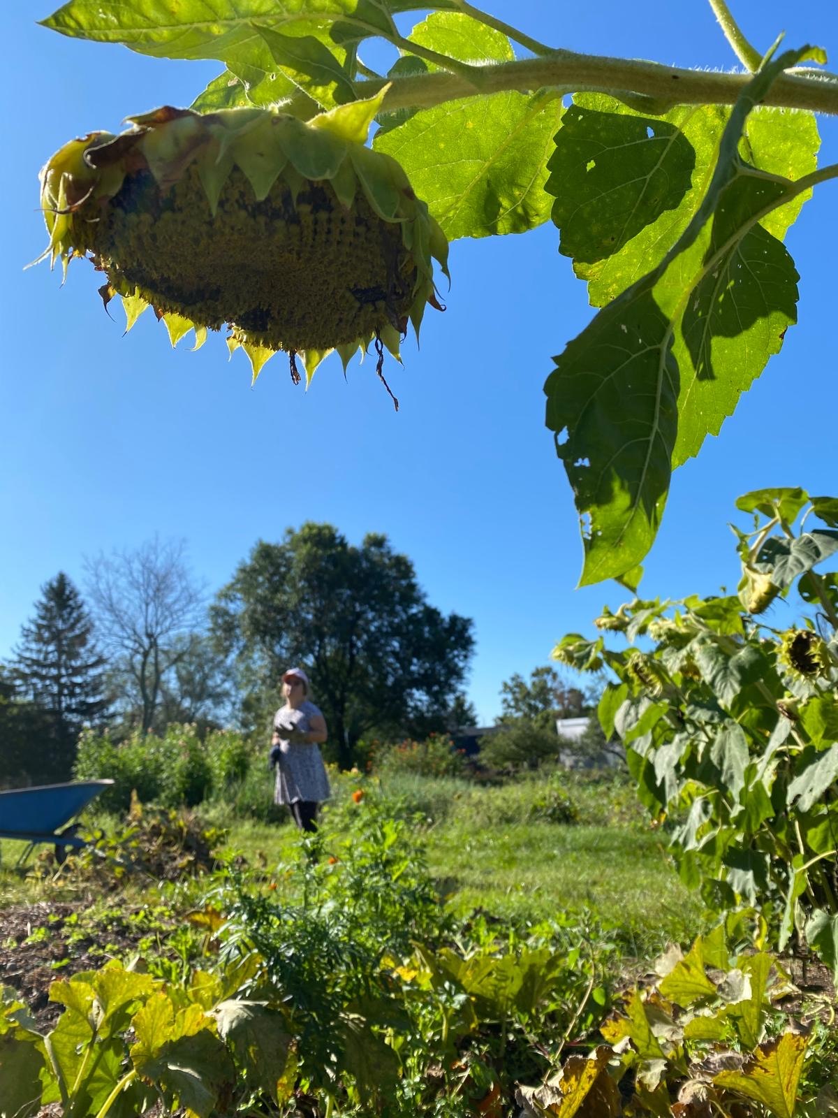 Große Sonnenblume im Vordergrund eines Gartens mit einer Person im Hintergrund unter blauem Himmel.