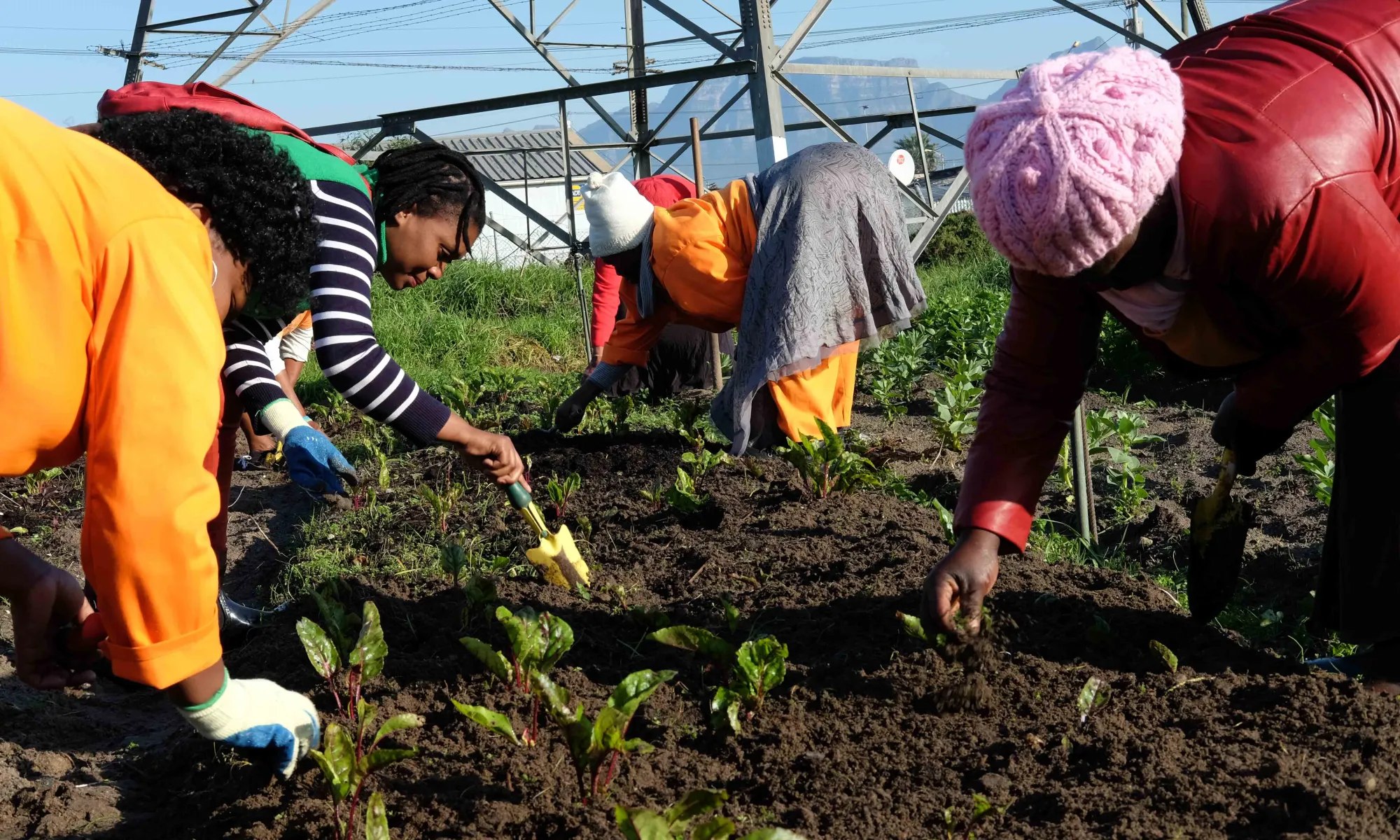 Mehrere Personen arbeiten gemeinsam auf einem Feld und pflanzen oder jäten junge Setzlinge.